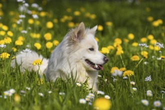 Icelandic dog on a spring meadow
