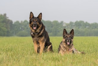 Two German Shepherds in the grass