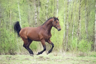 Cantering bay horse. spring