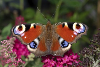 European peacock (Aglais io) on summer lilac (buddleja davidii) close-up