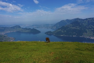 House cows grazing in the Swiss mountains