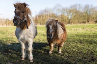 Two pony horses at the Belgian countryside near Zoutleeuw