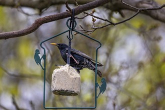 Feeding birds