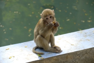 Rhesus monkey, monkey cave, Thailand