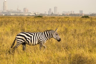 Isolated zebra in the savannah countryside of Nairobi Park in Kenya