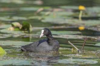 Coot (Fulica atra) searching for food among water lilies. Bas Rhin, Alsace, France