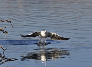 A sea gull bird taking off from the water, photographed in South Africa