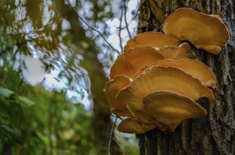 Large, orange-coloured mushrooms growing on a tree trunk in the forest, Bogen, Lower Bavaria