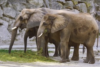 Asiatic Elephants (Elephas Maximus) Eating the Grass Vienna, Austria