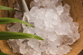 Water kefir grains