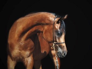 Portrait of young bay arabian filly at black background