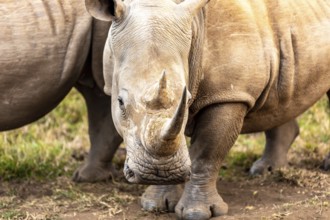 White rhinoceros or square-lipped rhinoceros is the largest extant species of rhinoceros. South