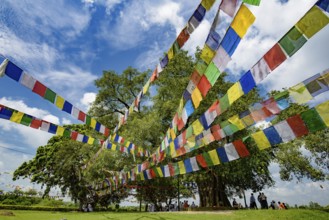 Bodhi Trees at Lumbini, Nepal, the Birth Place of Buddha