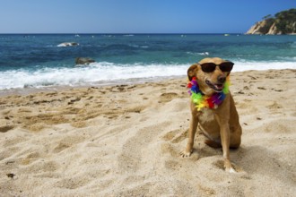 Relaxing dog at the beach with flowers garland