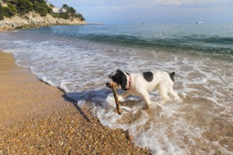 Dog playing with stick in the sea