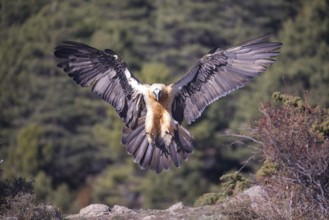 A bearded vulture prepares to land with outstretched wings