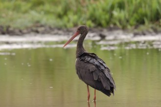 Black stork foraging
