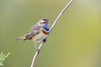 Bluethroat (Luscinia svecica), (Luscinia svecicus), Rhineland-Palatinate, Germany