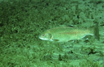 Rainbow trout, Oncorhynchus mykiss, Germany, Bavaria