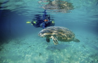 Round-tailed manatee and snorkeller, Trichechus manatus latirostris, USA, Florida, FL, Crystal