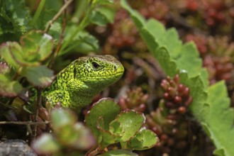 Sand lizard, (Lacerta agilis), climbs on rock, animal, animals, reptile, reptiles, scaly lizards,