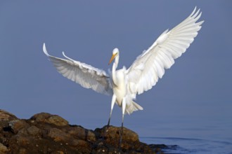 Great Egret, (Egretta alba), Ardea alba, Animals, Birds, Herons, Sur Masirah, Shannah, Ash