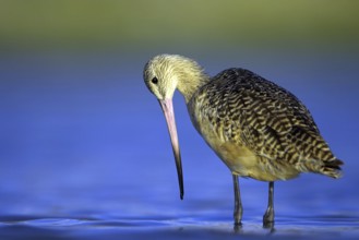 Birds, marbled godwit, (Limosa fedoa), searches for prey in water, biotope, habitat, USA, Florida,