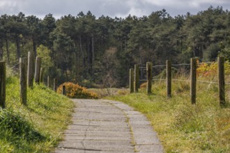 Rural path with wooden posts, surrounded by forest and green nature, nes, north sea, netherlands