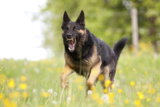Attacking dog. Aggressive German shepherd dog running nearby with mouth open and showing teeth