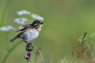 Whinchat (Saxicola rubetra)