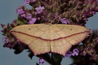 Dock moth (Timandra comae)