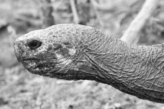 Galápagos giant tortoise (Chelonoidis nigra)