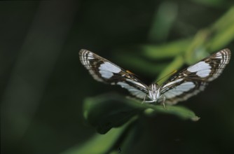 Tropical spotted moth (Nymphalidae)