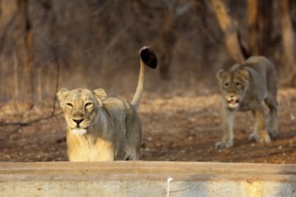 Lion cub, sasan gir, Gujarat, India, Asia