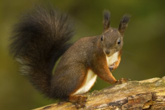 Squirrel (Sciurus vulgaris)