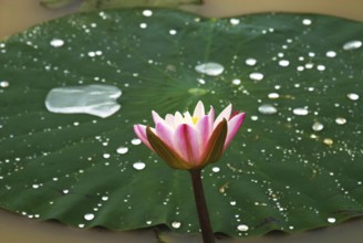 Lotus nelumbo nucifera