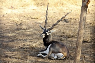 Black buck, sasan gir, Gujarat, India, Asia