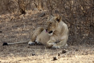 Lioness, sasan gir, Gujarat, India, Asia