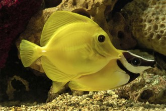 Fishes, Yellow Tang Fish in a fish tank