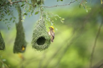 Baya weaver nest indian birds wild life india