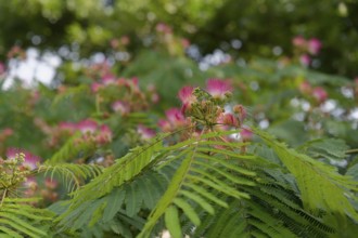 Silk tree (Albizia julibrissin), ornamental plant, silk acacia, dormant tree, Bruchsal, Germany