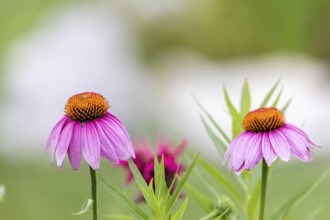 The pale purple coneflower, a threatened species in Wisconsin, is a native species