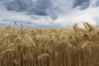 Storm clouds over wheat field