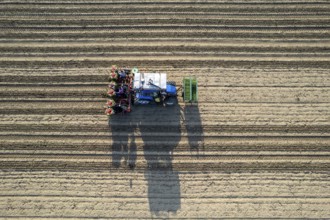 Blue tractor is planting tomatoes in a field, leaving a trail of freshly turned soil behind it as