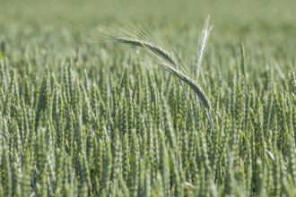 Green wheat field. Agriculture Background