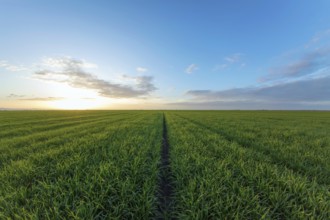 Young Wheat Seedlings growing in a Field