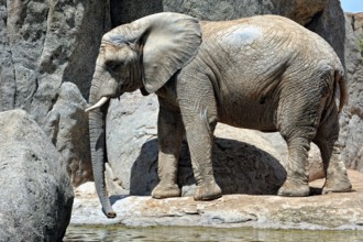 African elephant in natural environment. Bio Park in Valencia, Spain