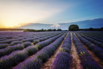 Beautiful image of lavender fields. Summer sunset landscape