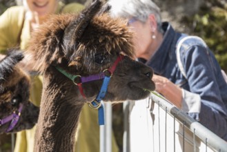 Onlookers at the zoo marvel at alpacas and love their wool