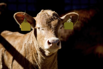 Calf in a stable in northern Germany, 2019